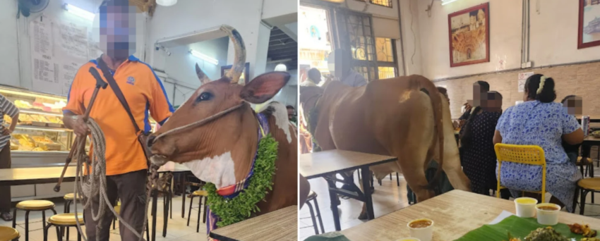 Cows in restaurant.