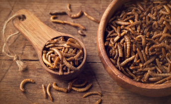 Mealworm Diet